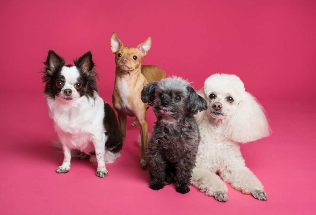 small dog breeds